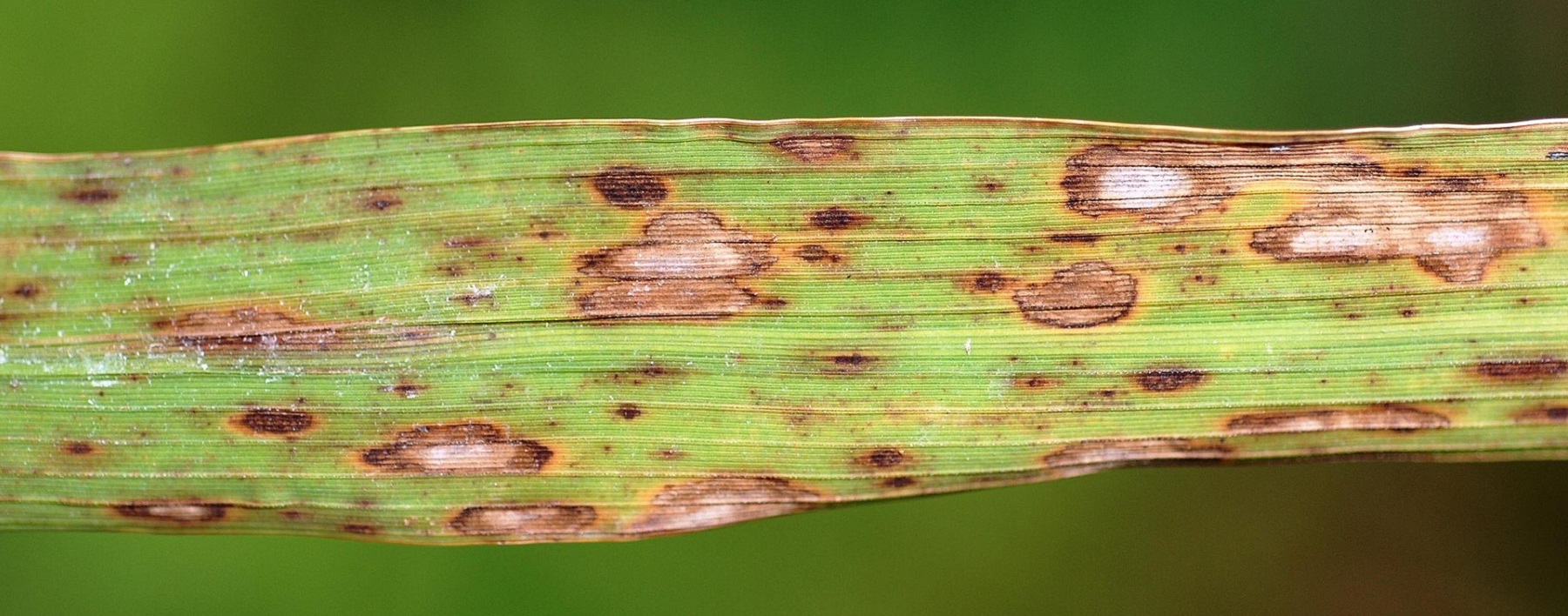 Plant showing signs of disease, brown and white spots visible