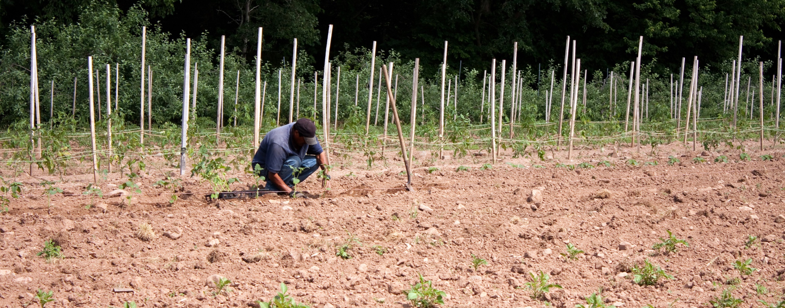 farmer planting tomato plants in a field