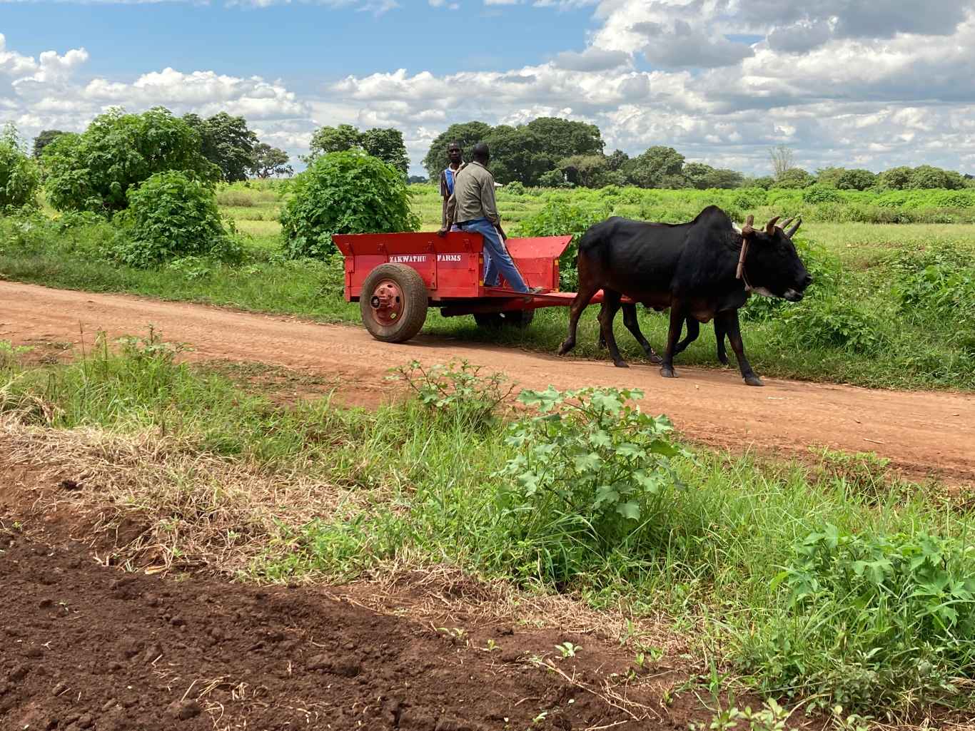 An ox pulling a red, wooden cart along a rural dirt road in Malawi with two riders.